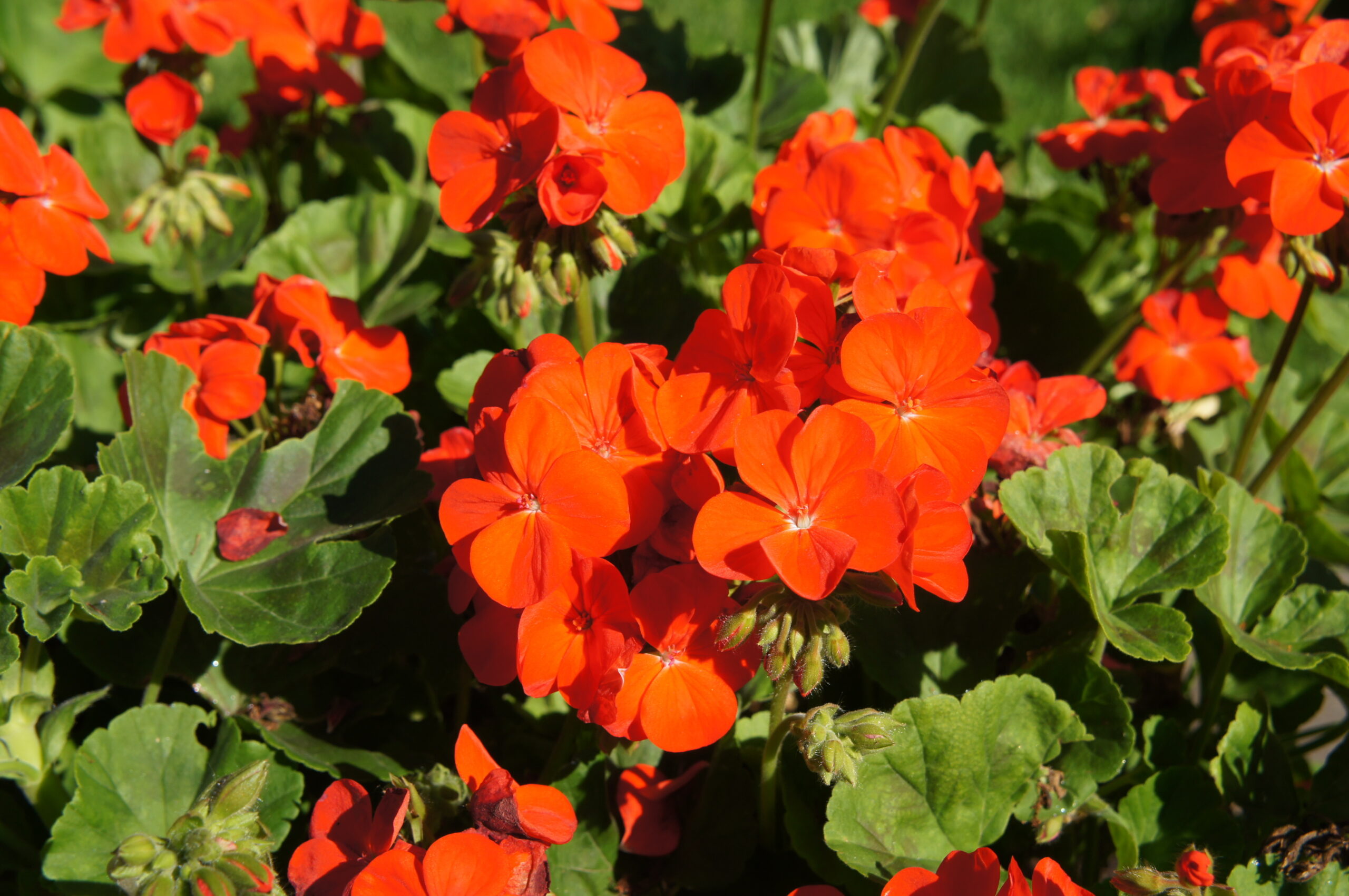Horizon,Orange,Geranium,Or,Pelargonium,Red,Flowers,With,Green